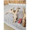 Image 7 : GIANT HEAVY MASS 295" Set Of Whitetail Shed Antlers