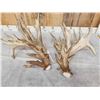 Image 9 : GIANT HEAVY MASS 295" Set Of Whitetail Shed Antlers