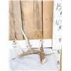 Image 1 : 4 Point Wild Whitetail Shed Antler