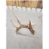 Image 2 : 4 Point Wild Whitetail Shed Antler