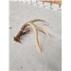 Image 4 : 4 Point Wild Whitetail Shed Antler