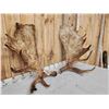 Image 2 : Set Of 36 Lbs Alaskan Moose Antlers