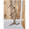 Image 1 : 7 Point Self Standing Elk Shed Antler