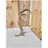 Image 3 : 7 Point Self Standing Elk Shed Antler