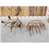 Image 10 : MASSIVE 300" Whitetail Shed Antlers