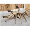Image 11 : MASSIVE 300" Whitetail Shed Antlers