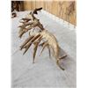 Image 12 : MASSIVE 300" Whitetail Shed Antlers