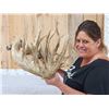 Image 2 : MASSIVE 300" Whitetail Shed Antlers