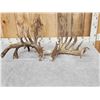 Image 5 : MASSIVE 300" Whitetail Shed Antlers