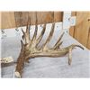 Image 6 : MASSIVE 300" Whitetail Shed Antlers