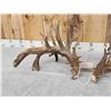 Image 7 : MASSIVE 300" Whitetail Shed Antlers