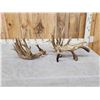 Image 8 : MASSIVE 300" Whitetail Shed Antlers