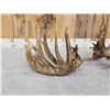 Image 9 : MASSIVE 300" Whitetail Shed Antlers