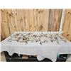 Image 1 : 23.1 Lbs Of Whitetail Antlers