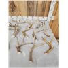 Image 2 : 23.1 Lbs Of Whitetail Antlers