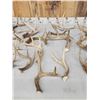 Image 3 : 23.1 Lbs Of Whitetail Antlers
