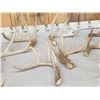 Image 3 : 19.2 Lbs Of Whitetail Shed Antlers