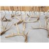 Image 4 : 19.2 Lbs Of Whitetail Shed Antlers