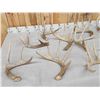 Image 5 : 19.2 Lbs Of Whitetail Shed Antlers