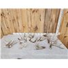 Image 1 : 16.5 Lbs Of Whitetail Shed Antlers
