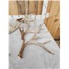 Image 2 : 16.5 Lbs Of Whitetail Shed Antlers