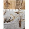 Image 3 : 16.5 Lbs Of Whitetail Shed Antlers