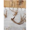 Image 5 : 16.5 Lbs Of Whitetail Shed Antlers