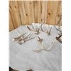 Image 6 : 16.5 Lbs Of Whitetail Shed Antlers