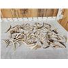 Image 1 : 12.7 Lbs Of Antler Chunks