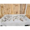 Image 1 : 15.8 Lbs Of Whitetail Shed Antlers