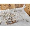 Image 2 : 24.8 Lbs Of Deer Antlers