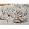 Image 3 : 24.8 Lbs Of Deer Antlers