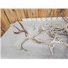 Image 4 : 24.8 Lbs Of Deer Antlers