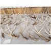 Image 3 : 24.5 Lbs Of Whitetail Shed Antlers