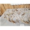 Image 4 : 24.5 Lbs Of Whitetail Shed Antlers