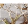 Image 5 : 24.5 Lbs Of Whitetail Shed Antlers