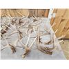 Image 2 : 30.1 Lbs Of Whitetail Shed Antlers