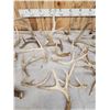 Image 3 : 30.9 Lbs Of Whitetail Antlers