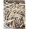 Image 1 : 50 Lbs Of Grade A Elk Antler Tips
