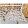 Image 2 : 29.1 Lbs Of Whitetail Shed Antlers