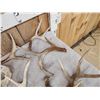 Image 3 : 29.1 Lbs Of Whitetail Shed Antlers