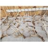 Image 5 : 29.1 Lbs Of Whitetail Shed Antlers