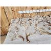 Image 6 : 29.1 Lbs Of Whitetail Shed Antlers