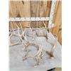 Image 2 : 30.7 Lbs Of Whitetail Shed Antlers