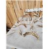Image 4 : 30.7 Lbs Of Whitetail Shed Antlers