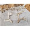 Image 2 : 4 Sets Of Whitetail Shed Antlers