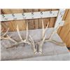 Image 3 : 4 Sets Of Whitetail Shed Antlers