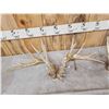 Image 4 : 4 Sets Of Whitetail Shed Antlers