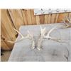 Image 5 : 4 Sets Of Whitetail Shed Antlers