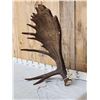 Image 2 : Gorgeous Self Standing Alaskan Moose Shed Antler